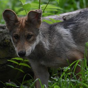 2-month-old Ahote - Mexican grey wolf - Regenstein Wolf Woods