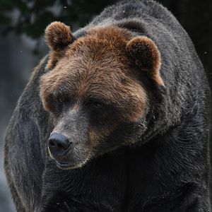 Axhi - Alaskan brown bear - Great Bear Wilderness
