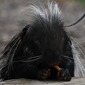 Norman - African cape porcupine - Animal ambassador