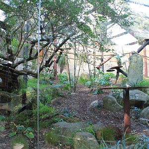Ruffed Lemur enclosure, interior