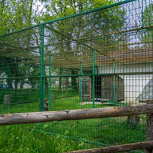 enclosure of peafowl