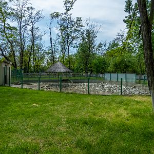 enclosure of carpathian wild boar #1