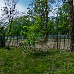 enclosure of carpathian wild boar #2