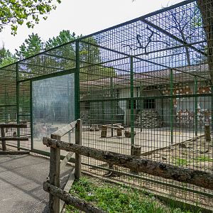 enclosure of hamadryas baboon