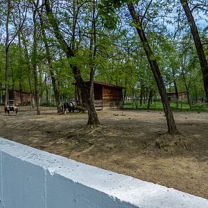 enclosure of ponies
