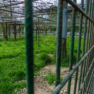 enclosure of red fox