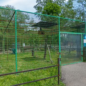 enclosure of tawny owl