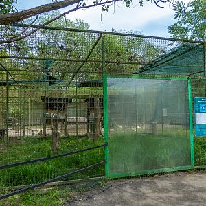 enclosure of raccoon