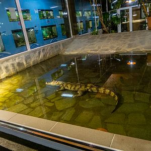 enclosure of spectacled caiman