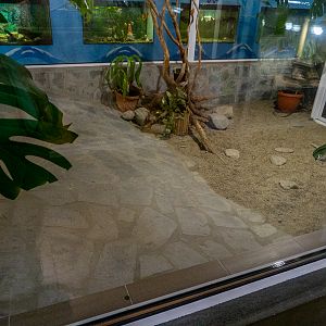 enclosure of spectacled caiman