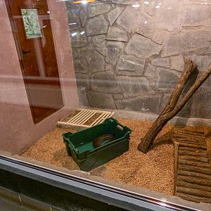enclosure of yellow anaconda