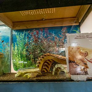 tank of crested gecko