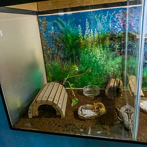 tank of leopard gecko