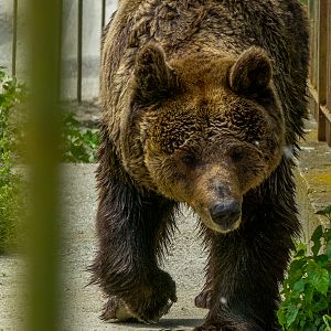 brown bear (Ursus arctos)