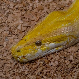 Burmese python (Python bivittatus)