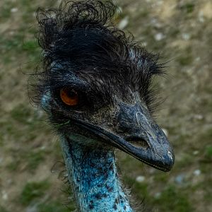 Emu (Dromaius novaehollandiae)