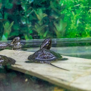 European pond turtle (Emys orbicularis)