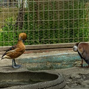 fulvous whistling duck (Dendrocygna bicolor) & black-bellied whistling duck (Dendrocygna autumnalis)