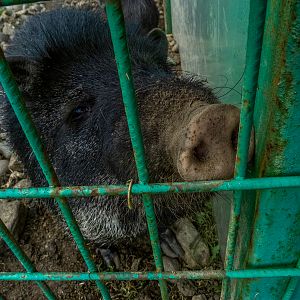 collared peccary (Dicotyles tajacu)