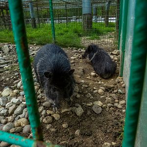 collared peccary (Dicotyles tajacu)