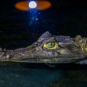 spectacled caiman (Caiman crocodilus)