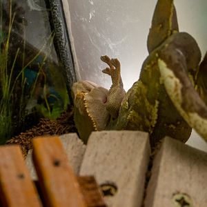 crested gecko (Correlophus ciliatus)