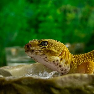 leopard gecko (Eublepharis macularius)
