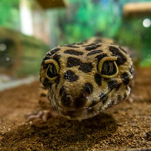 leopard gecko (Eublepharis macularius)