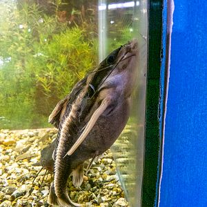 striped Raphael catfish (Platydoras armatulus)