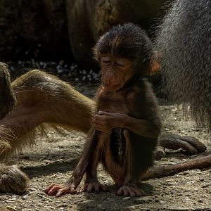 hamadryas baboon (Papio hamadryas)