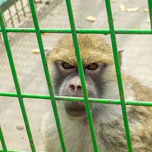 hamadryas baboon (Papio hamadryas) hybrid