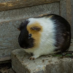 guinea pig