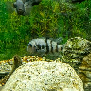 cichlid