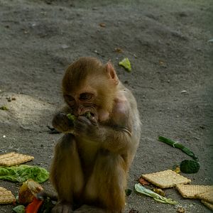 rhesus macaque (Macaca mulatta)