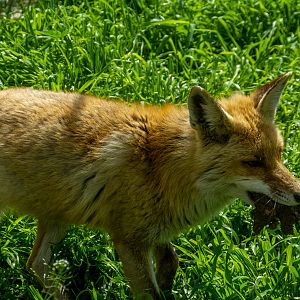 red fox (Vulpes vulpes)