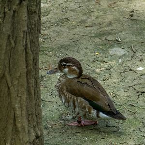 ringed teal (Callonetta leucophrys)