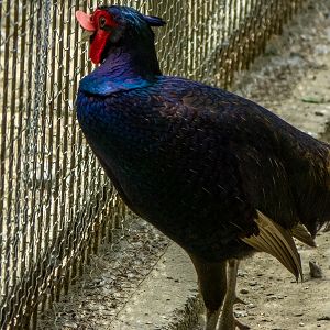 tenebrosus pheasant