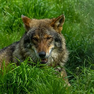 wolf (Canis lupus)