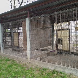 enclosure of doves and parrots