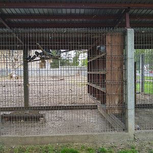enclosure of doves and parrots