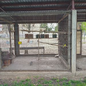 enclosure of doves and parrots