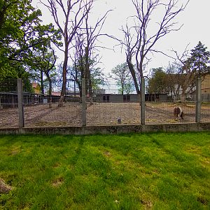 enclosure of ponies and deers