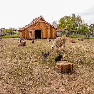 petting zoo area