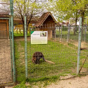 enclosure of red-necked wallaby