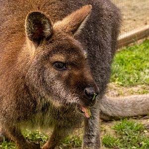 red-necked wallaby (Notamacropus rufogriseus)