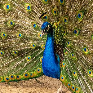 Indian peafowl (Pavo cristatus)
