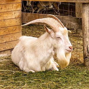 Saanen goat