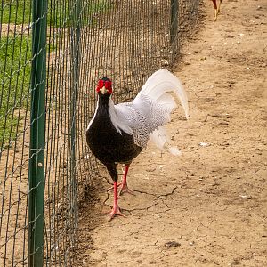 silver phaesant (Lophura nycthemera)