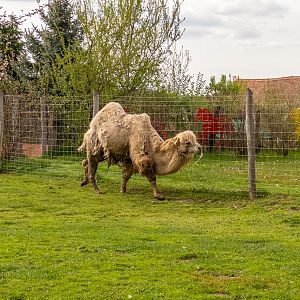 bactrian camel (Camelus ferus)