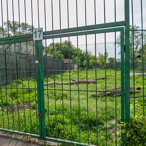 enclosure of brown bear